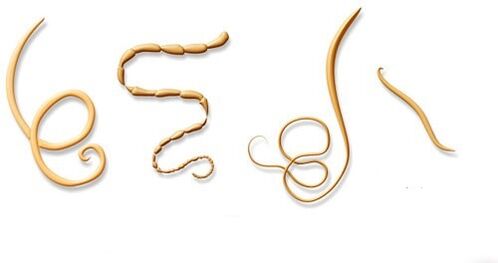 Екі қызбен автобустағы порно